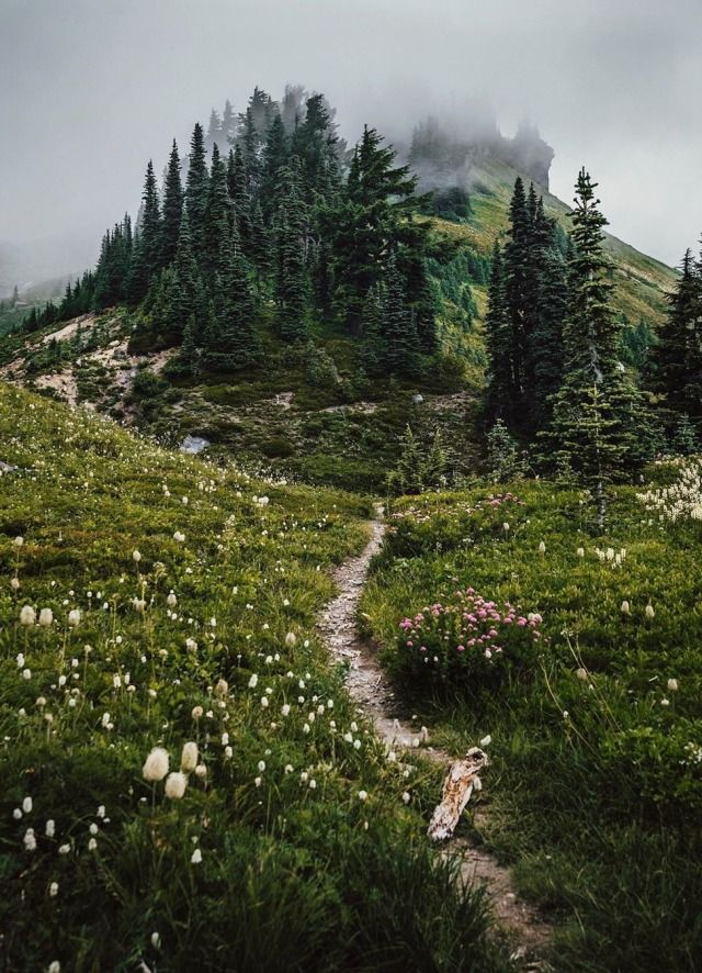 there is a trail going up the side of a mountain with trees on it and flowers in the foreground