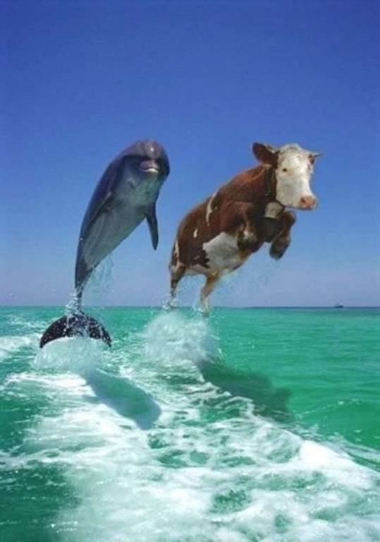 two cows jumping out of the water with a dolphin in front of them on a boat