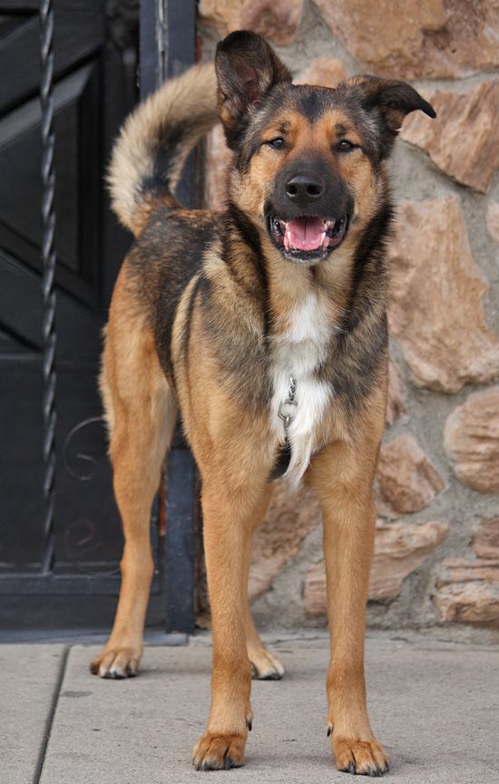 a brown and black dog standing on top of a cement floor next to a stone wall