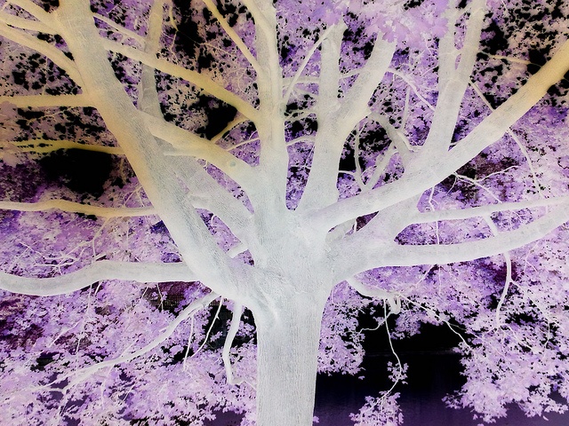 a large white tree with purple leaves on it's branches in front of a black background