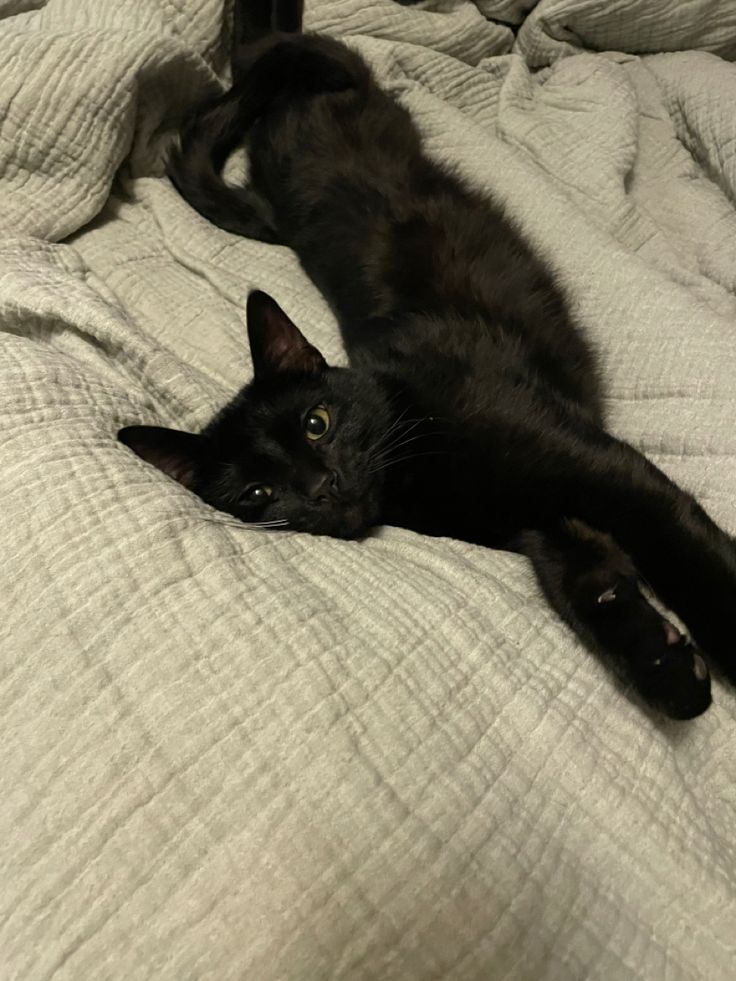 a black cat laying on top of a bed