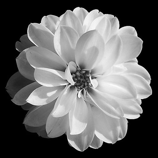 a black and white photo of a large flower