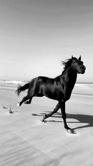 a black horse is running on the beach