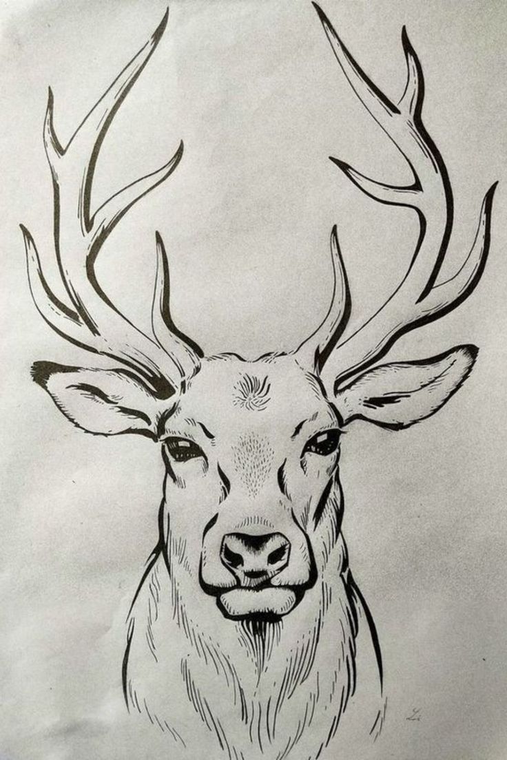 a drawing of a deer with antlers on it's head