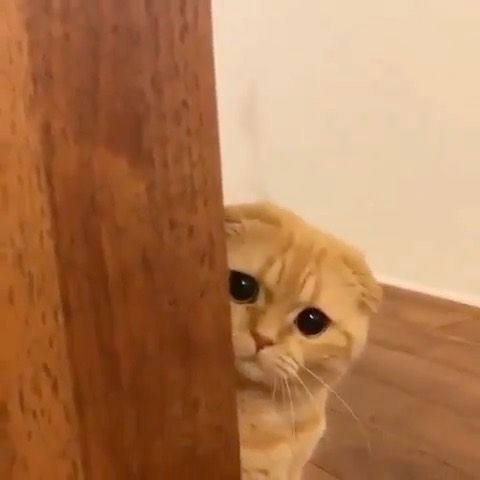 an orange cat peeking out from behind a wooden door