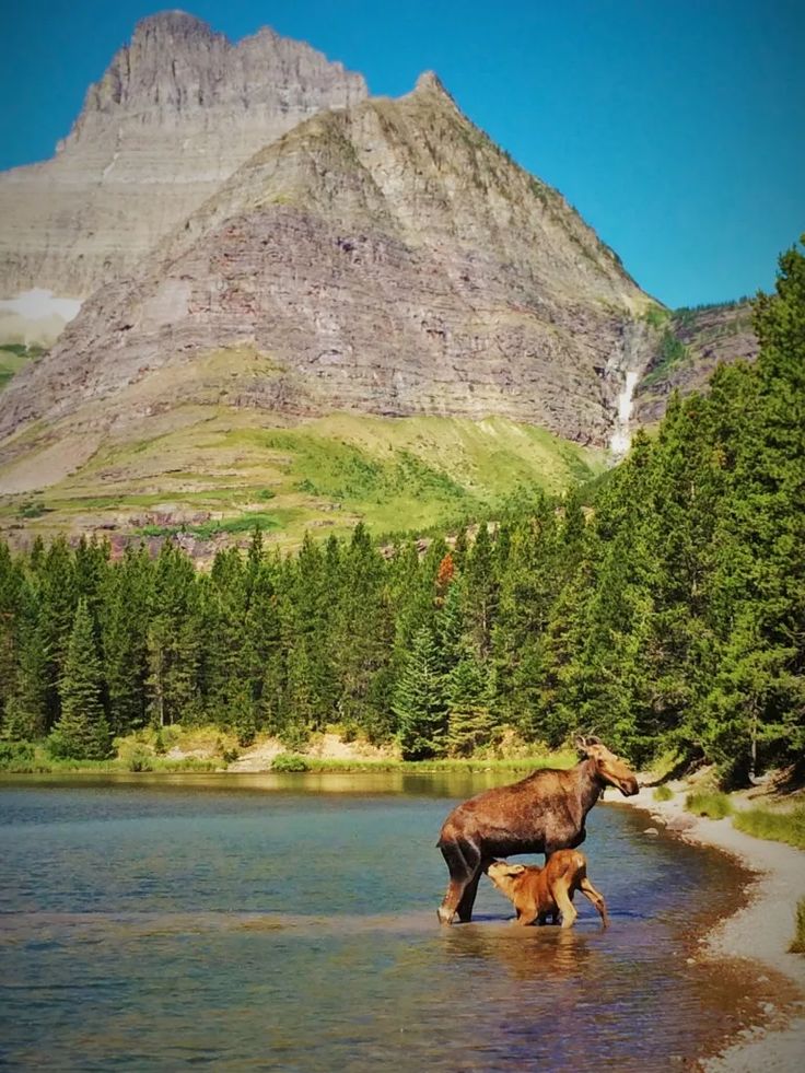 a moose standing in the middle of a lake