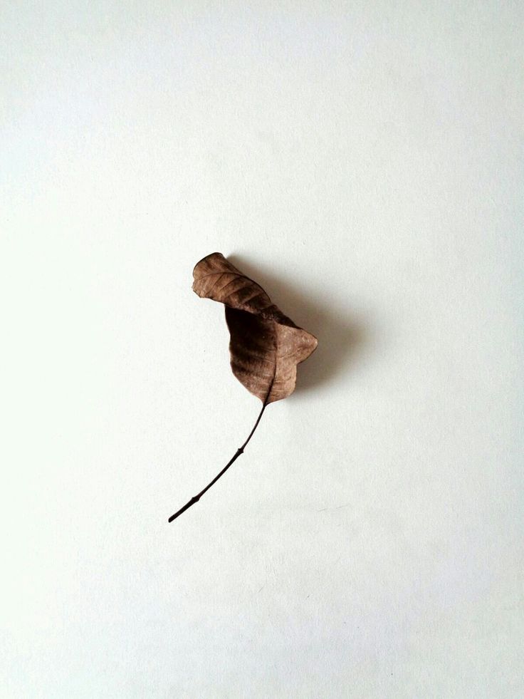 a single brown leaf on a white surface