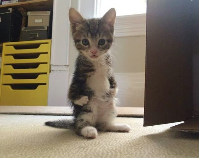 a kitten sitting on the floor next to a computer desk