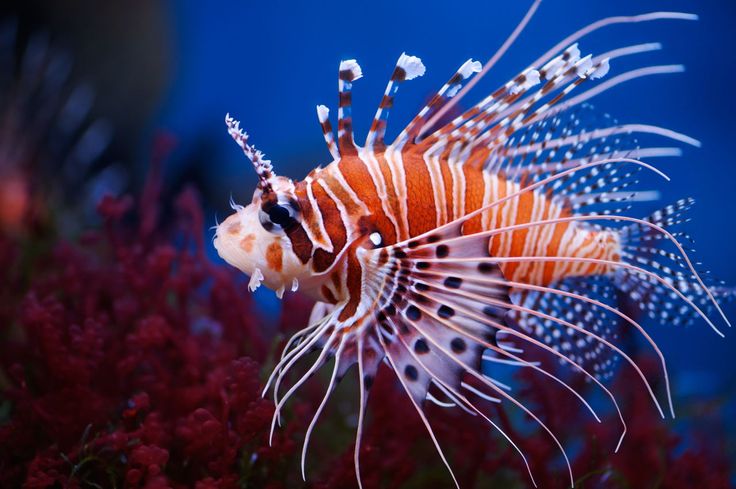 a lionfish in an aquarium with the quote no ocean, no life, no blue, no green