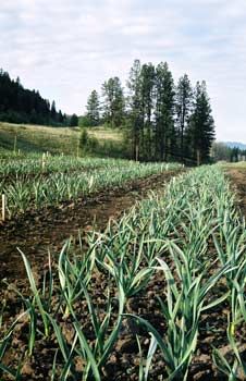 a field with rows of green plants growing in the dirt and trees on the other side