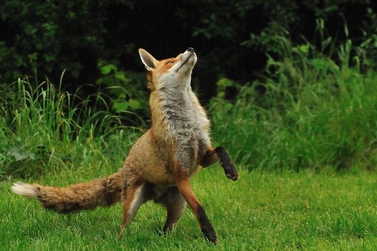 a fox standing on its hind legs in the grass