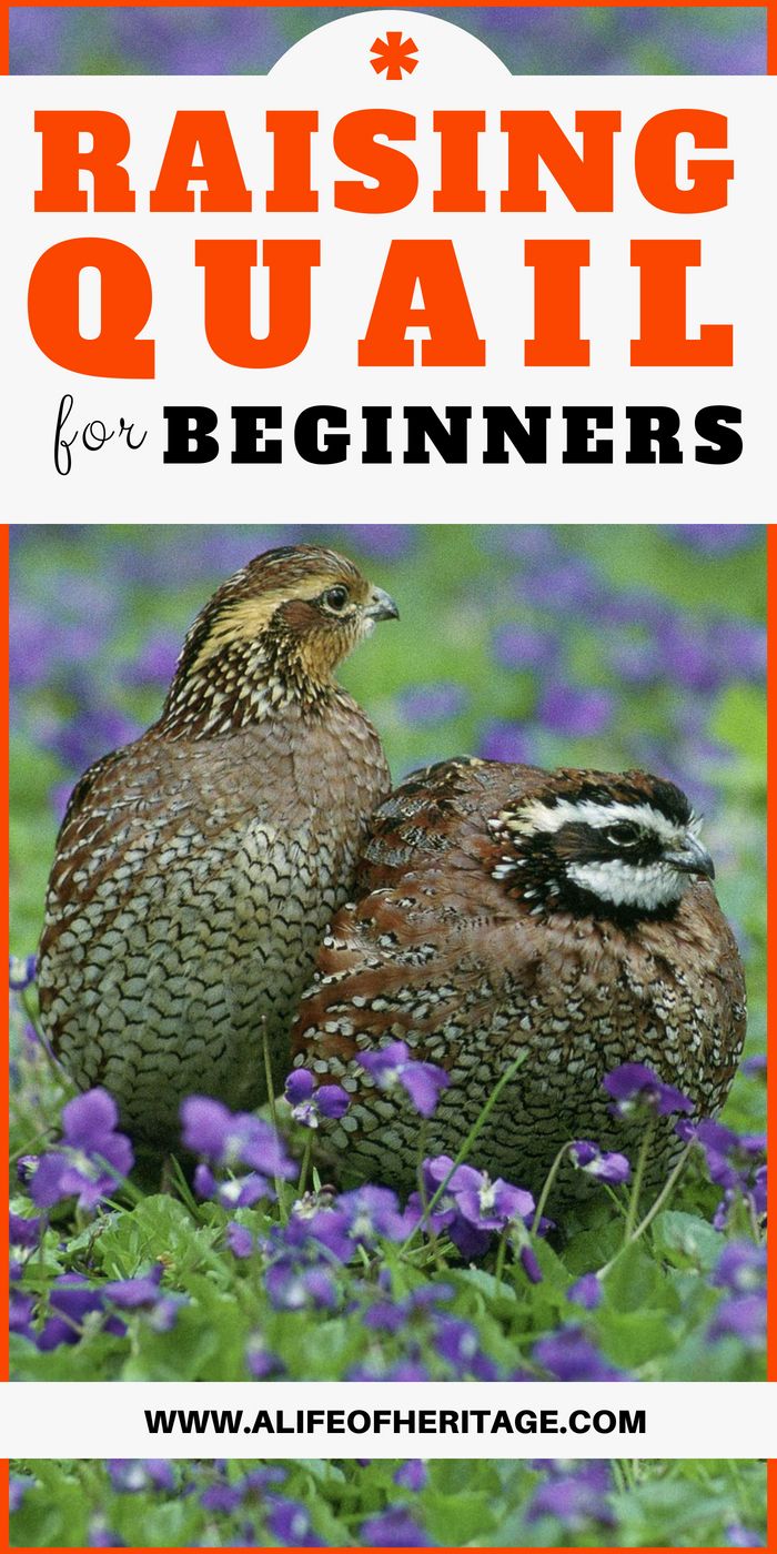 two quails in the grass with text reading raising quail for beginners