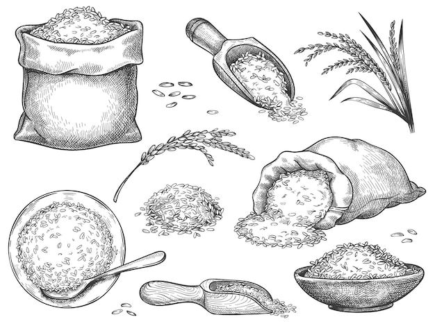 hand drawn illustration of spices and seasonings