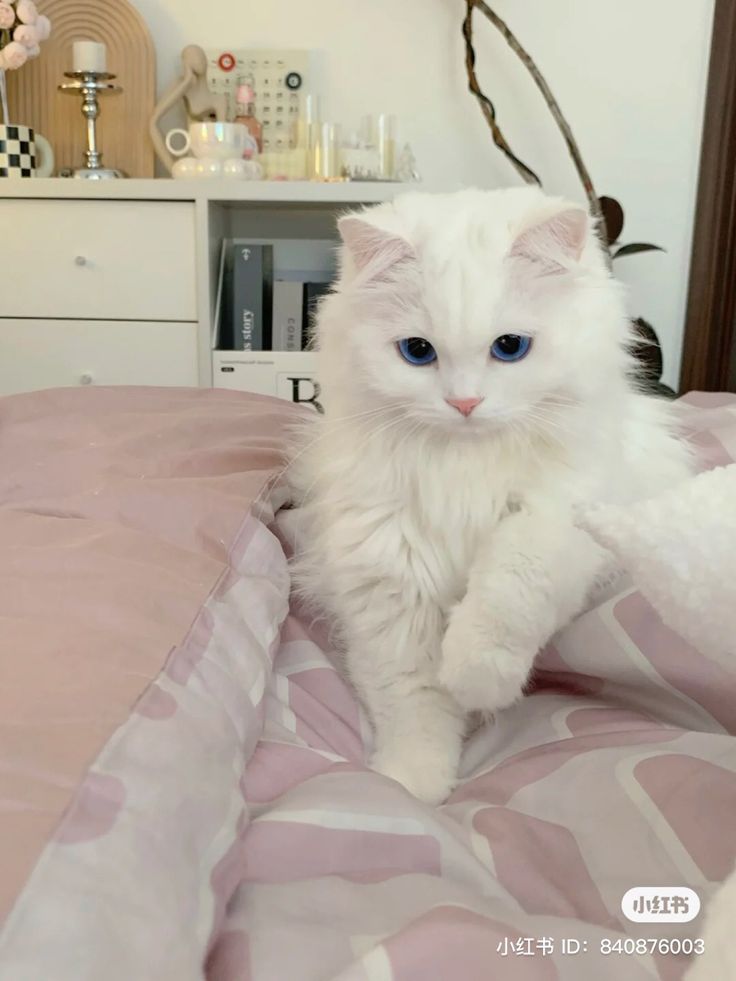 a white cat sitting on top of a bed