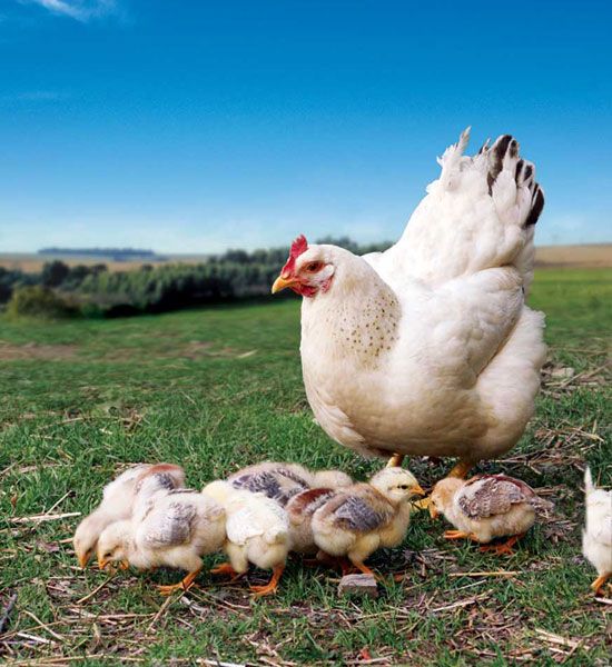 a mother chicken with her chicks on the grass in front of a blue and white sky