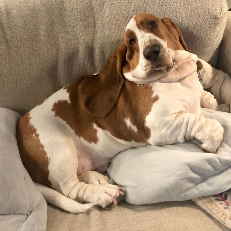 a brown and white dog laying on top of a couch next to a blanket covered pillow