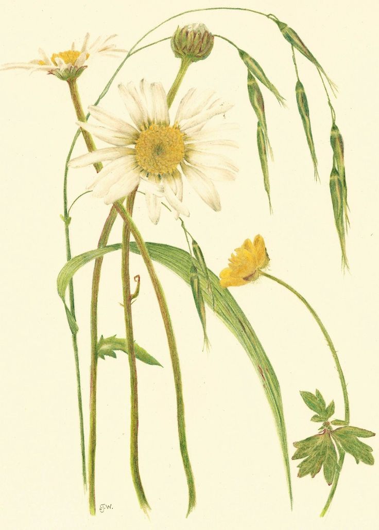 an illustration of some flowers and leaves on a white background with green stems in the foreground