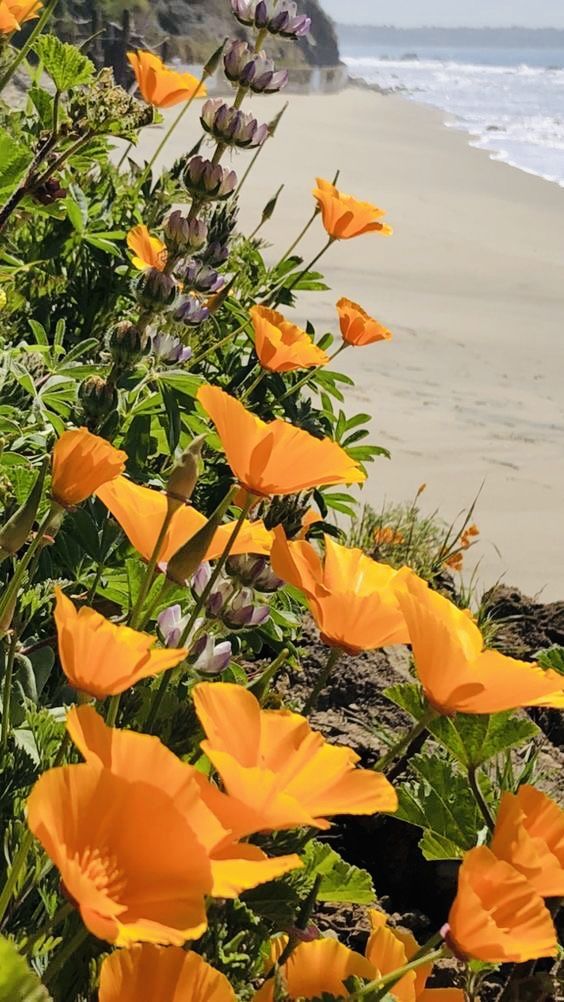 orange flowers growing on the side of a beach