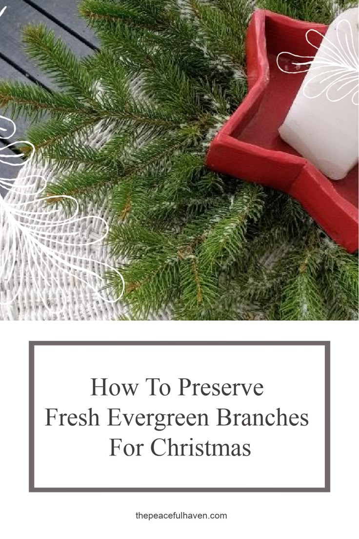 a christmas tree branch with presents in it and the words how to preserve fresh evergreen branches for christmas