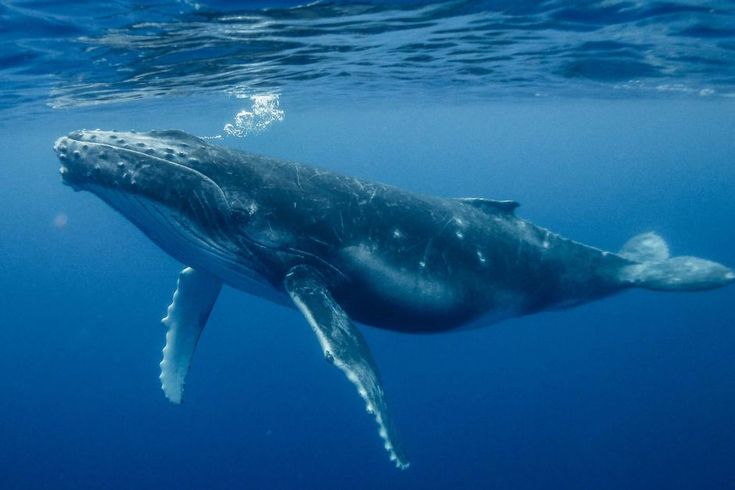 a humpback whale swimming in the ocean