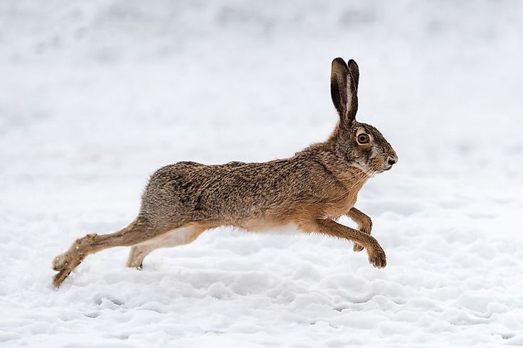 a rabbit running in the snow with its front legs spread out and it's eyes wide open