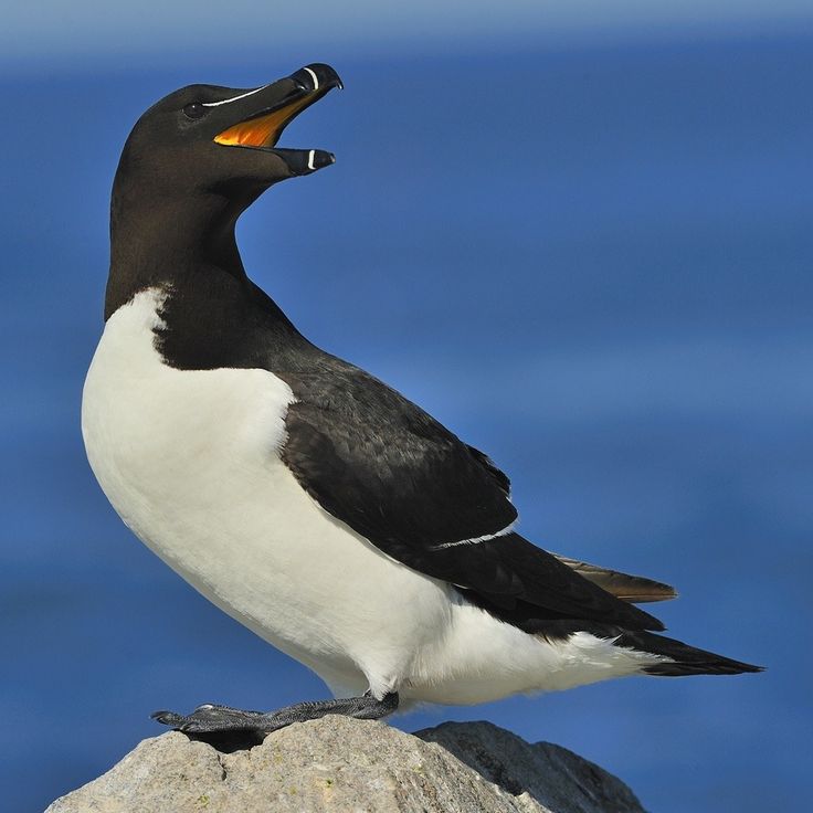 a black and white bird sitting on top of a rock next to the ocean with it's mouth open