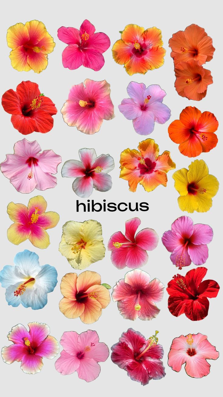 an assortment of different colored flowers with the words hibiscus written below them in black