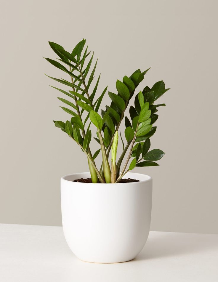 a green plant in a blue pot on a table