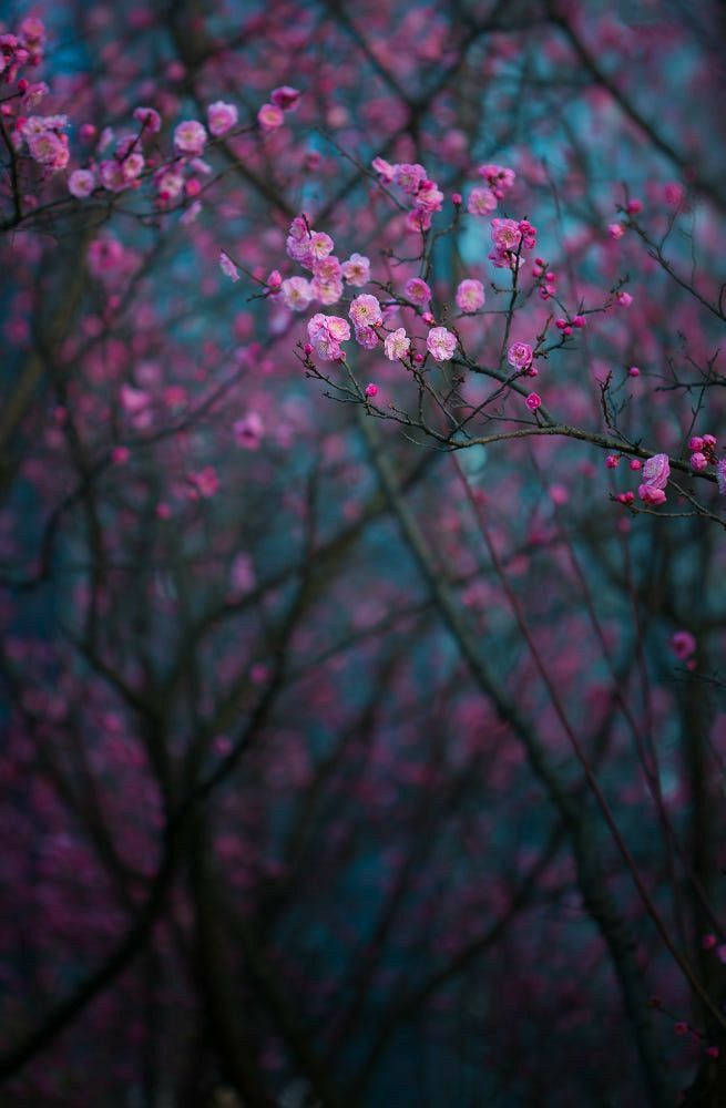 pink flowers are blooming on the branches of trees in front of a blue background