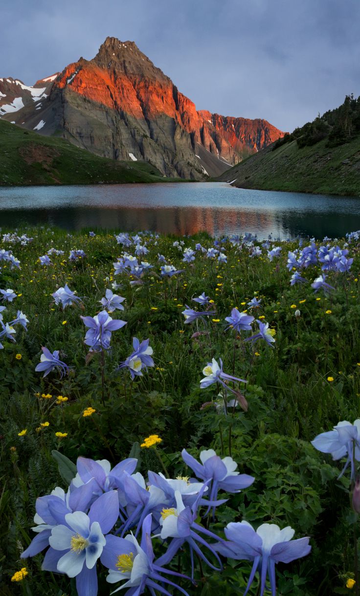 blue and white flowers in front of a mountain lake with snow on the mountains behind it