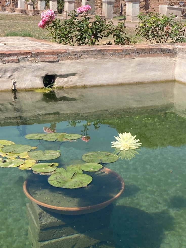 a pond with water lilies and flowers in it