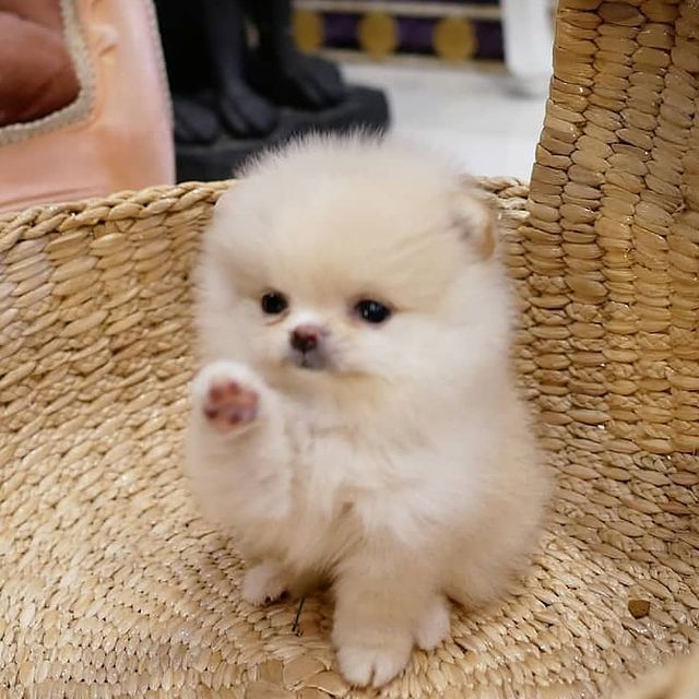 a small white dog sitting in a basket