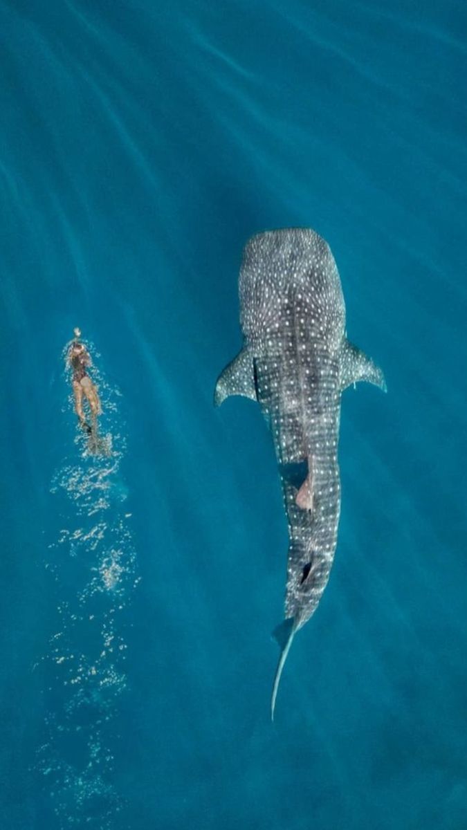 a whale swimming in the ocean next to a person