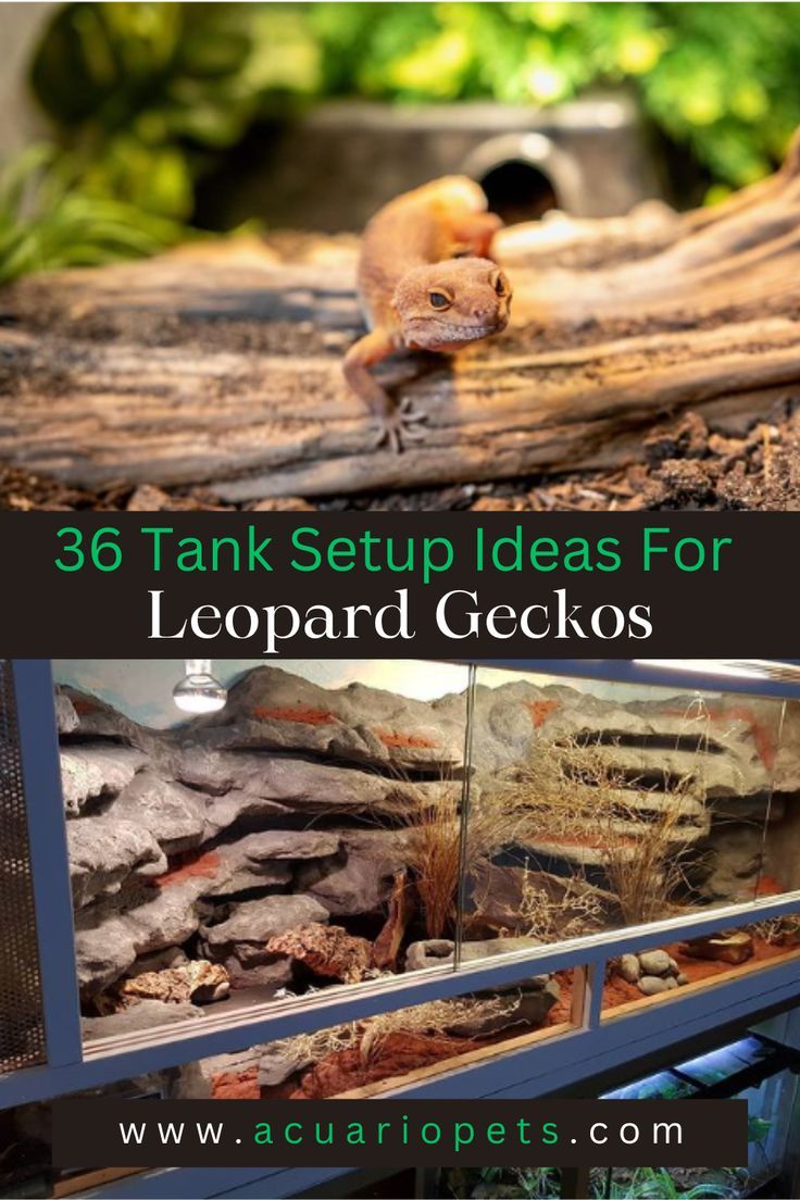 an animal that is sitting on top of a tree trunk with the words, 38 tank setup ideas for leopard ciclos