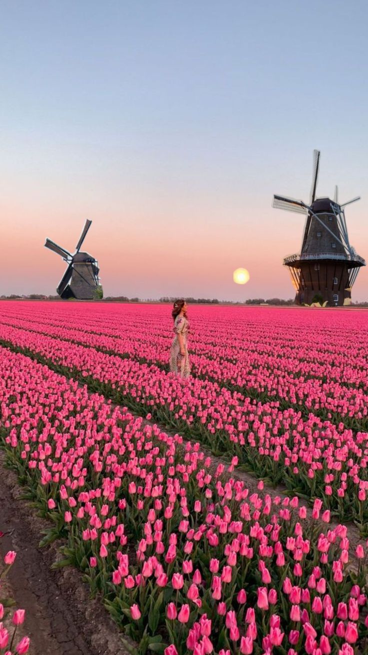 a woman standing in a field of pink tulips with windmills behind her