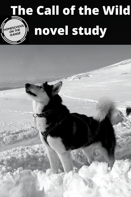 a black and white photo of a dog in the snow with text that reads, the call of the wild novel study