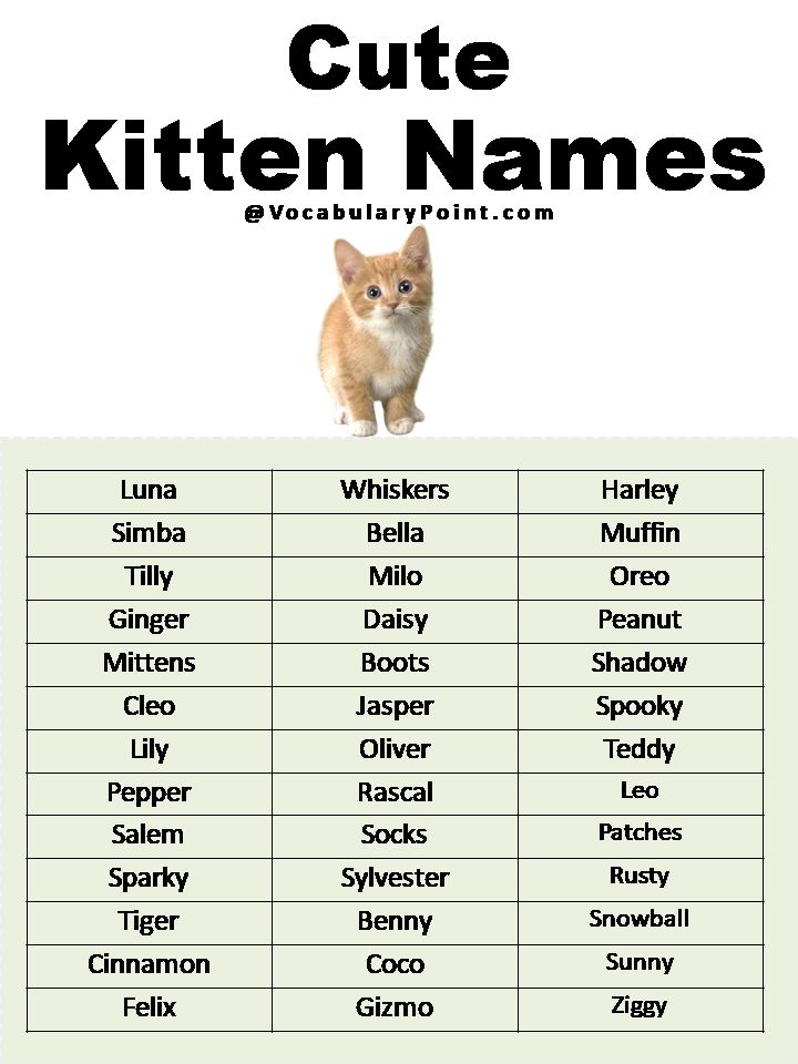 Good Orange Cat Names, Cat Ideas Name, Cat Names For White Cats, Muslim Cat Names, Names For Cats Unique, Coquette Cat Names, Cute Name For Cat, Cute Names For Kittens, Name For Cats