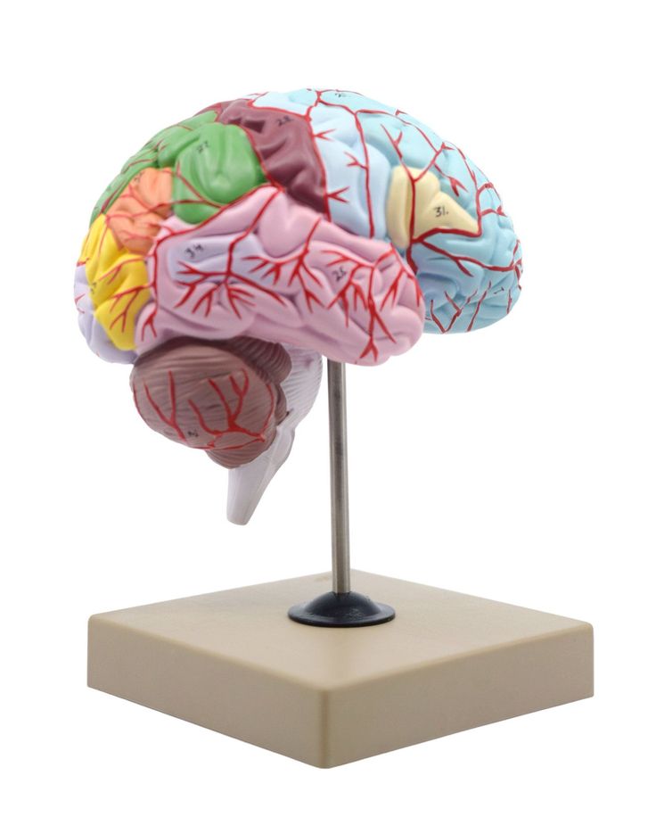 Human Adult Skull Anatomical Model, 3 Part - Numbered with Key Card Anatomical Study, Brain Models, مشروعات العلوم, Cerebral Cortex, Study Apps, Brain Structure, Anatomy Models, Fun Brain, The Human Brain