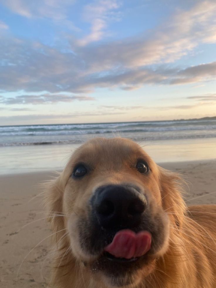 a close up of a dog at the beach with its tongue out and his mouth open