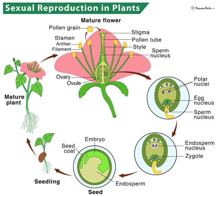 Reproduction is a fundamental feature of all known life including reproduction in plants. Each individual organism exists as a result of reproduction. Reproduction is essential for ‘Continuity of Life’ and without it, all life will cease to exist. This unit is based on reproduction in plants. Reproduction (or procreation or breeding) is the biological process by which new individual organisms “offspring” are #PlantsSection Asexual Plants, Asexual Reproduction In Plants, Reproduction In Plants, Plant Reproduction, Flower Reproduction, Petunia Flower, Flower Structure, Plant Activities, Plant Structure