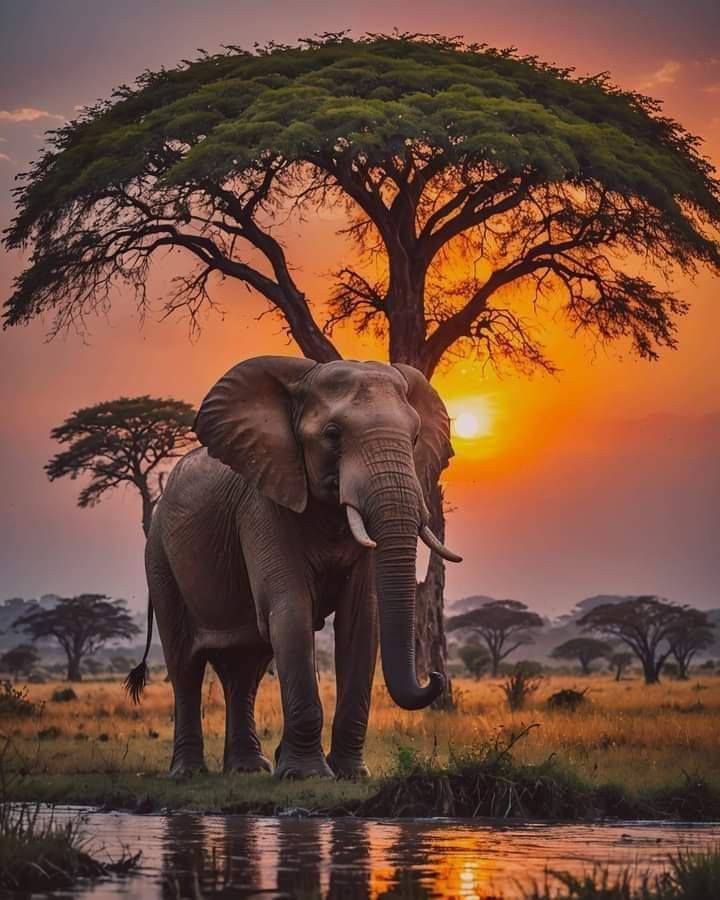 an elephant standing in front of a tree at sunset