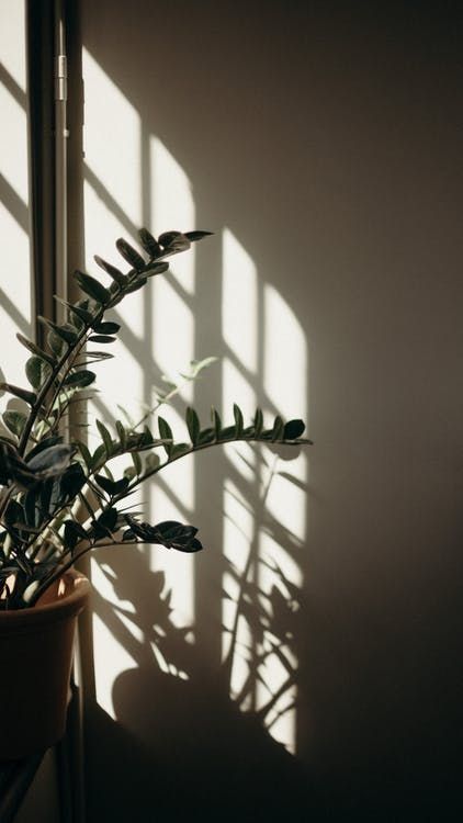 a potted plant sitting in front of a window with the sun shining through it