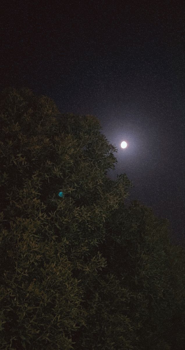 the full moon shines brightly in the dark night sky above some trees and bushes