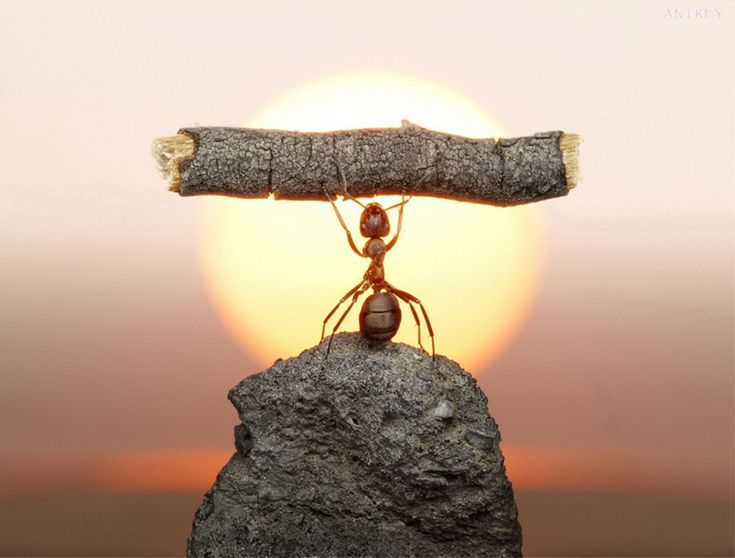 a small ant standing on top of a rock next to a piece of wood with the sun in the background