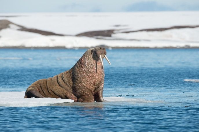 a walpopo sitting on top of an ice floet in the water