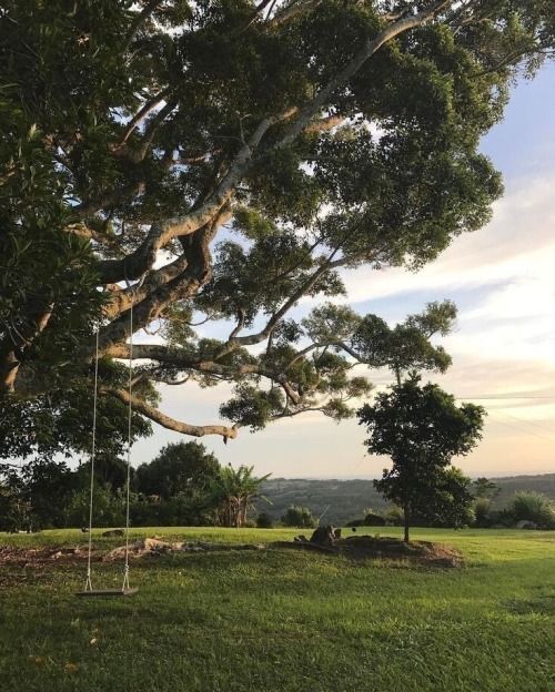 a swing in the middle of a grassy field