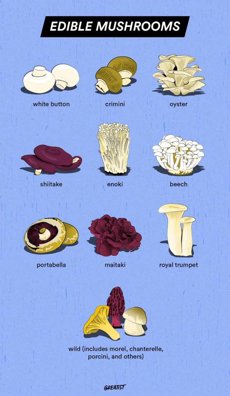 the different types of mushrooms are shown in this diagram