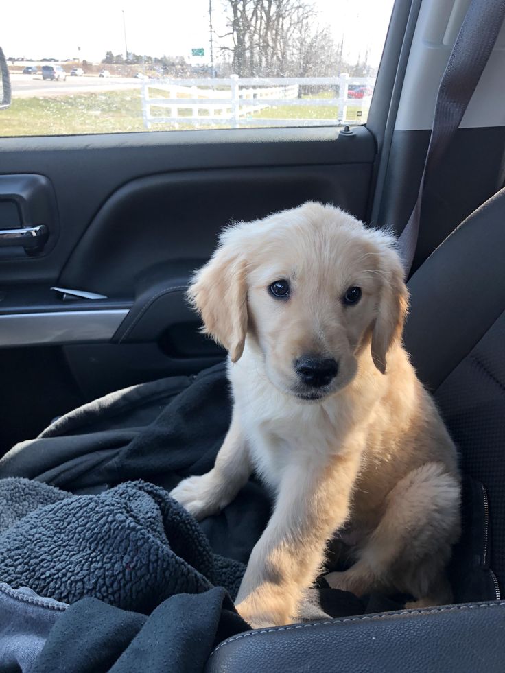 a puppy sitting in the back seat of a car with a blanket on it's lap