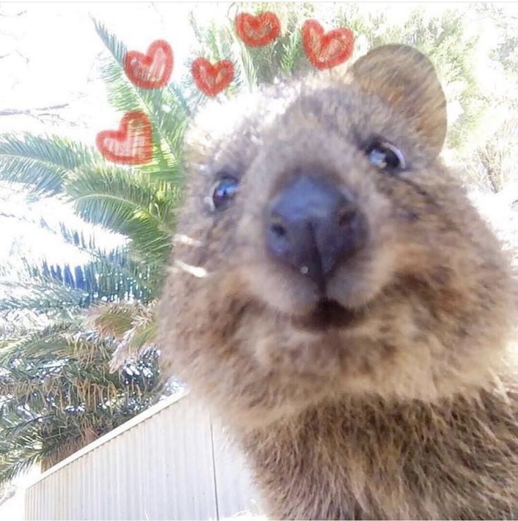 a close up of a small animal with hearts in the air above it's head