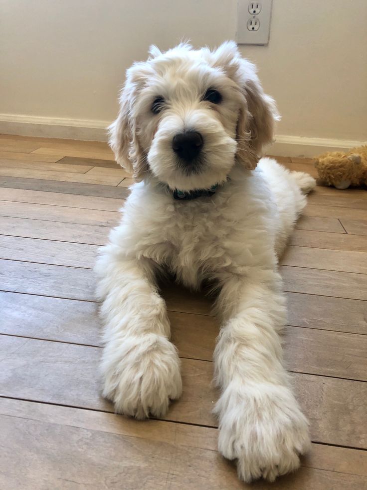 a small white dog laying on top of a hard wood floor